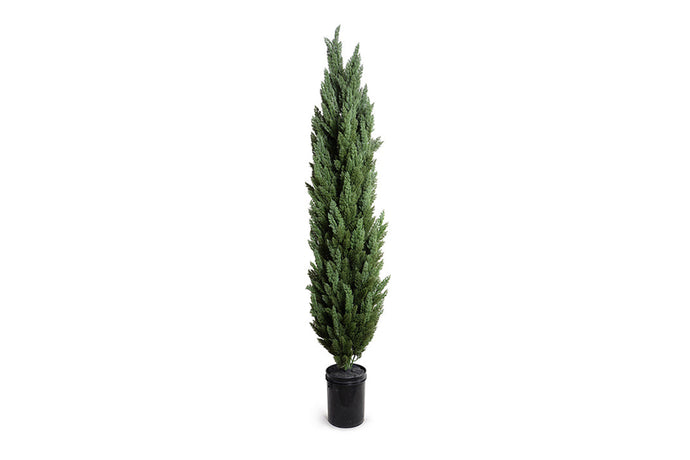 Enduraleaf 9.5'H Italian Cypress Tree
