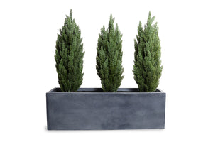 Enduraleaf Italian Cypress Set in 65" Planter