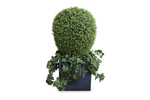 Enduraleaf 50"H Boxwood Lantern w/Ivy Vines in Cube Planter
