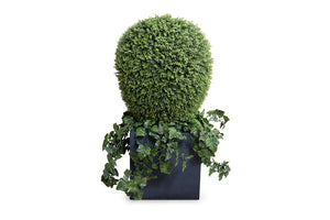 Enduraleaf 50"H Boxwood Lantern w/Ivy Vines in Cube Planter