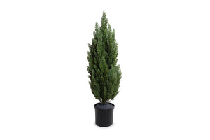 Enduraleaf 60"H Italian Cypress Tree