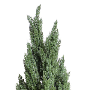 Enduraleaf 9.5'H Italian Cypress Tree