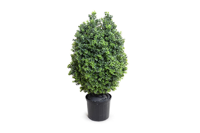 Enduraleaf Boxwood Shrub