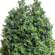 Enduraleaf Boxwood Shrub