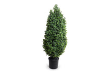 Enduraleaf Boxwood Shrub