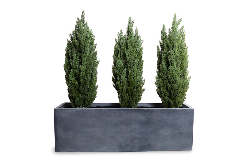 Enduraleaf Italian Cypress Set in 65