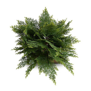 Enduraleaf 30" Arborvitae Shrub