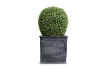 Enduraleaf 50"H Boxwood Lantern in Square Planter